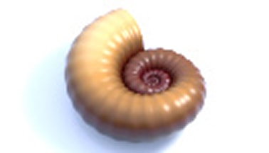 VEXマスターを目指すアルゴリズミックデザイン・ハンズオンシリーズ～ アンモナイト編 ～